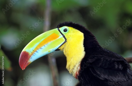 Keel-Billed Toucan, ramphastos sulfuratus, Portrait of Adult, Costa Rica