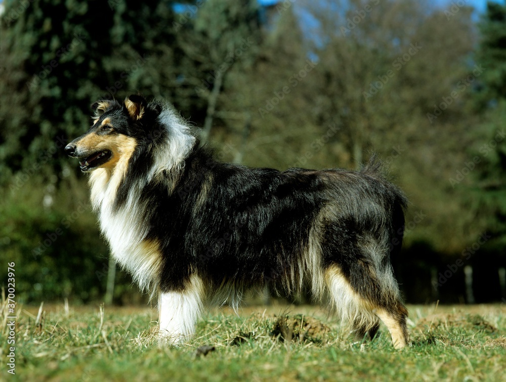 Collie Dog, Adult standing on Grass