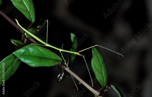 Stick Insect, Adult, Kenya