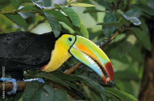 Keel-Billed Toucan, ramphastos sulfuratus, Adult Eating Seed, Costa Rica