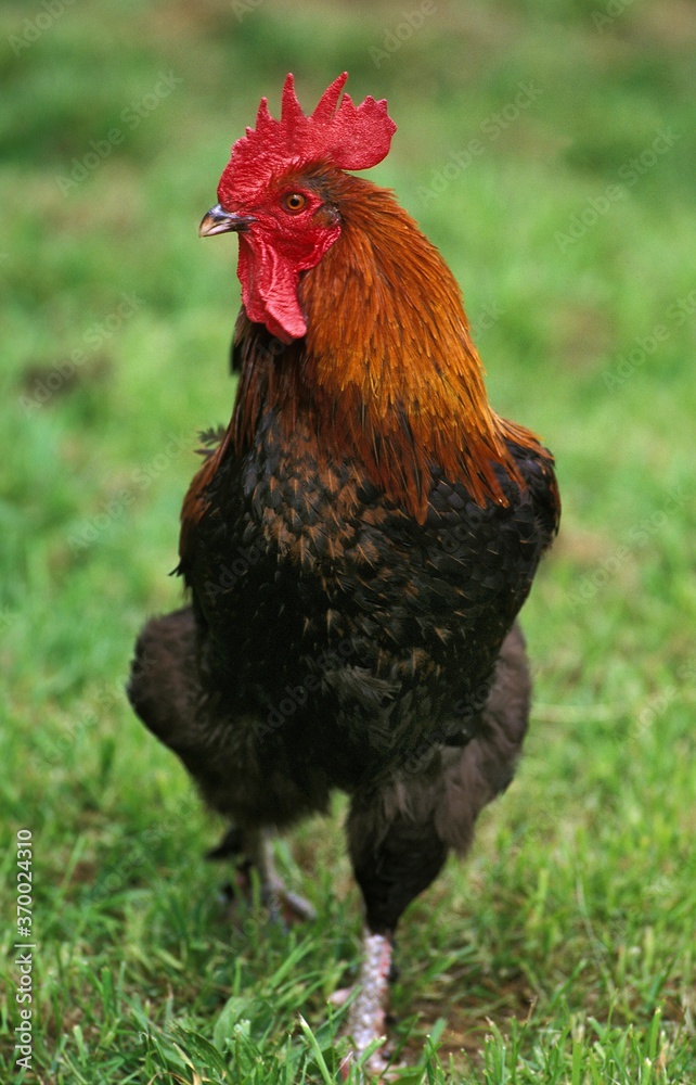 Brown Red Marans Chicken, A French Breed, Cockerel standing on Grass