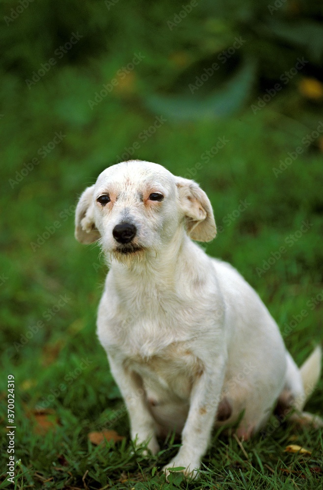Domestic Dog, Female sitting on Grass