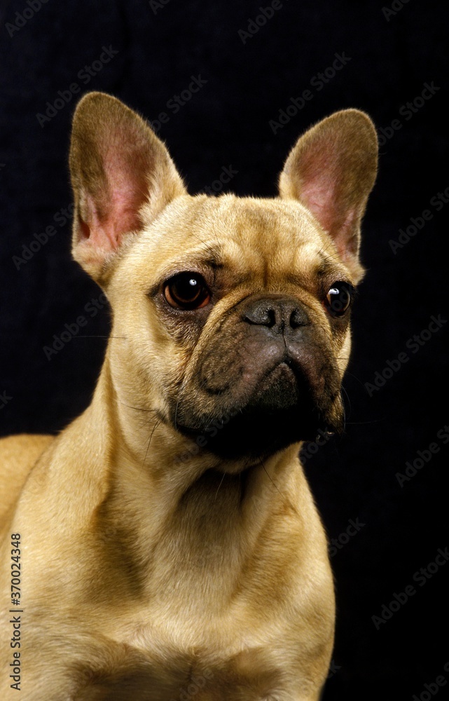 French Bulldog, Portrait of Adult against Black Background