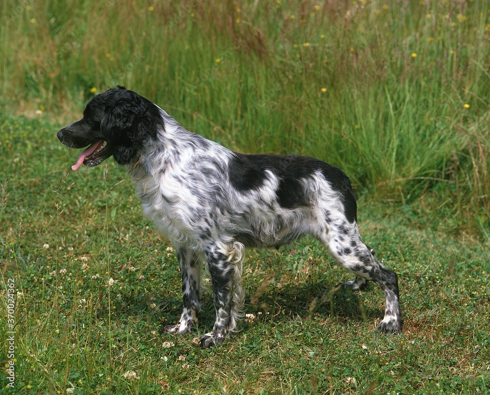 Brittany Spaniel, Adult standing on Grass Brittany Spaniel, Adult standing on Grass