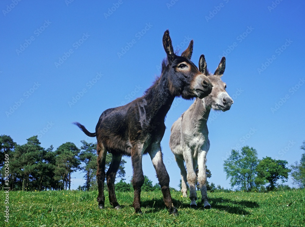 Fototapeta premium French Grey Donkey with Domestic Donkey, Adults
