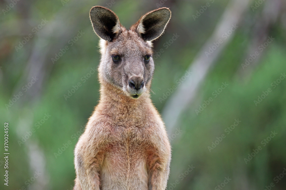Kangaroo portrait - Eastern Grey Kangaroo - Anglesea Golf Course, Victoria, Australia Kangaroo portrait - Eastern Grey Kangaroo - Anglesea Golf Course, Victoria, Australia