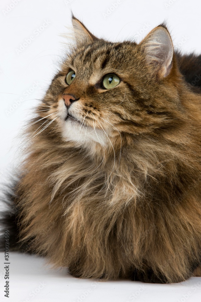 Angora Domestic Cat, Male against White Background Angora Domestic Cat, Male against White Background