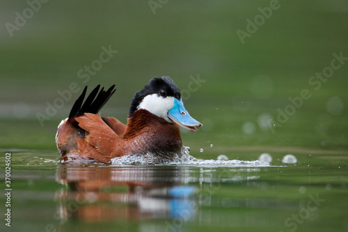 Slika na platnu Drake Ruddy Duck performing his dramatic mating display during the spring breedi