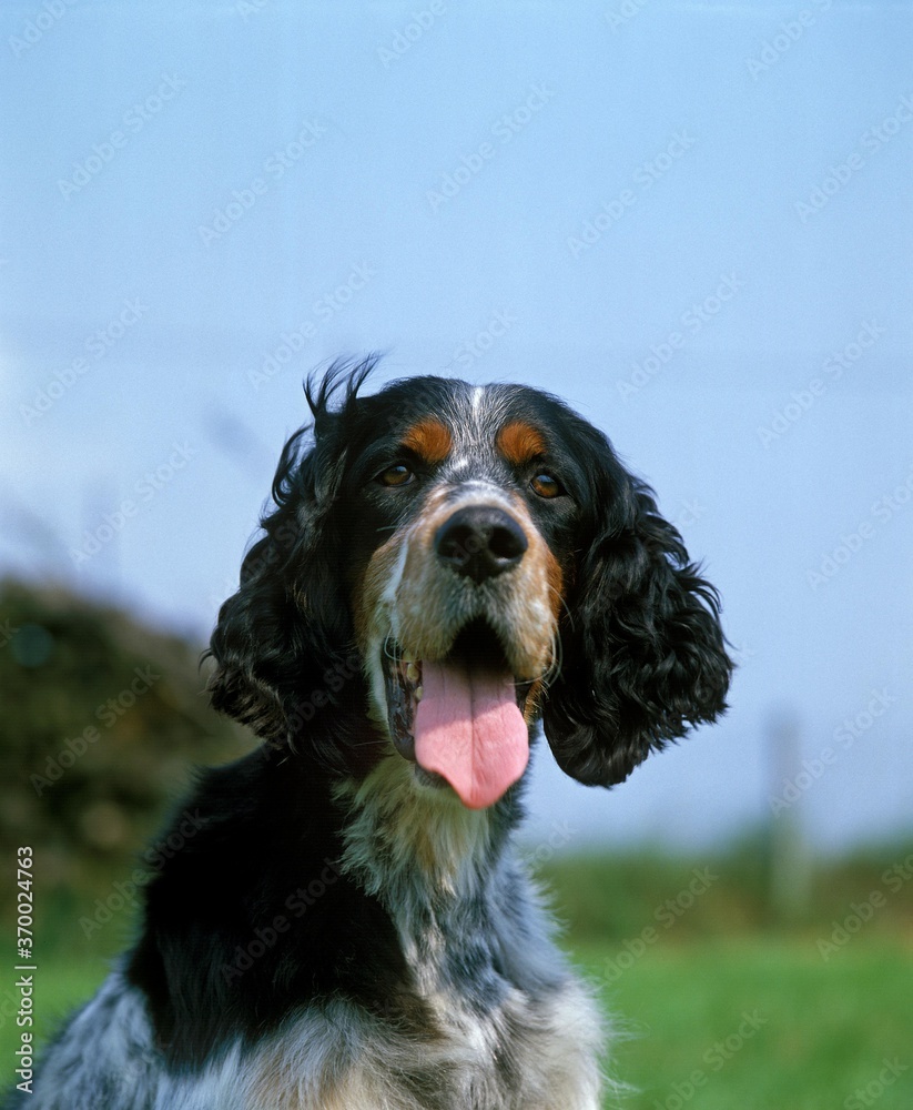English Setter Dog, Portrait of Adult with opened Mouth