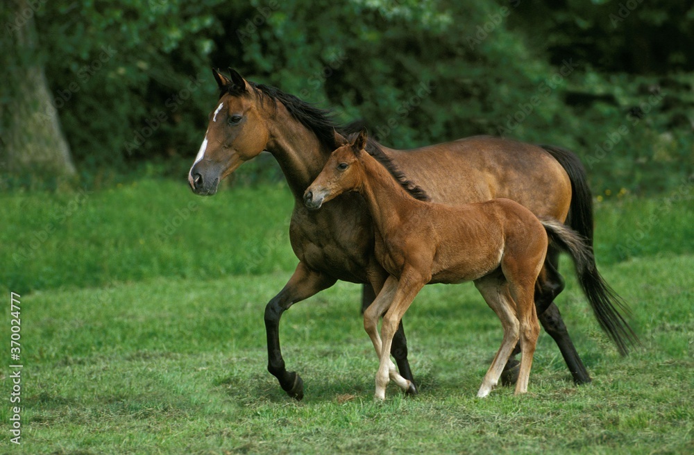 English Thoroughbred Horse, Mare with Foal