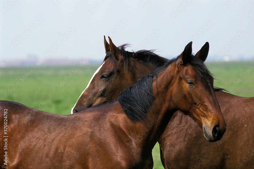 Nonius Horse, Breed living in Puszta, Hungary Nonius Horse, Breed living in Puszta, Hungary