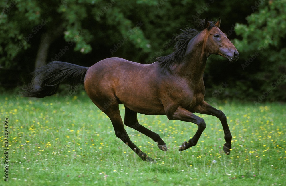 English Thoroughbred Horse, Adult Galloping through Meadow English Thoroughbred Horse, Adult Galloping through Meadow