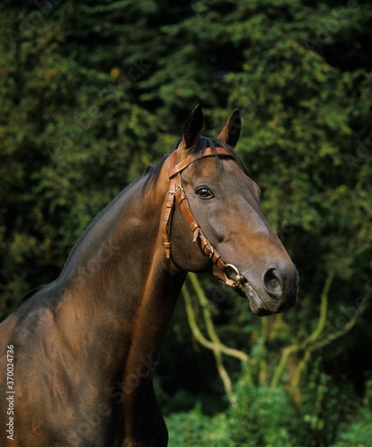 English Thoroughbred Horse, Portrait of Adult