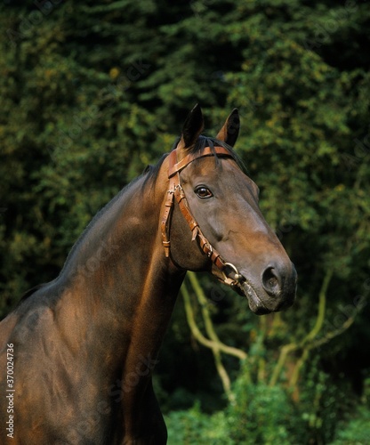 Fototapeta Naklejka Na Ścianę i Meble -  English Thoroughbred Horse, Portrait of Adult