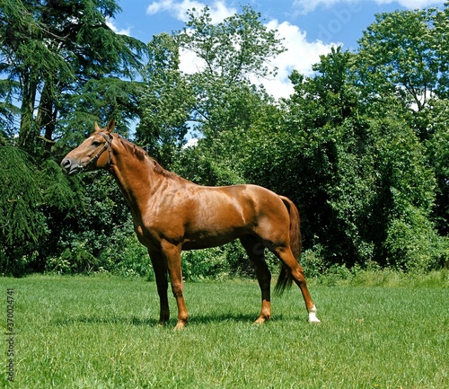 English Thoroughbred Horse, Adult standing on Grass