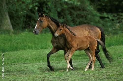 English Thoroughbred Horse, Mare with Foal © slowmotiongli