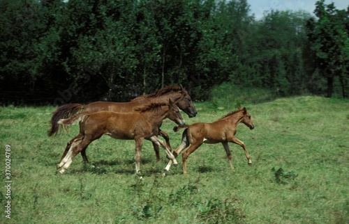 Selle Francais Horse, Mare with Foals Galloping