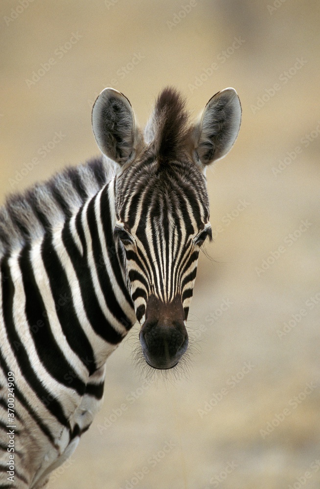 Naklejka premium Burchell's Zebra, equus burchelli, Portrait of Foal, Masai Mara Park in Kenya