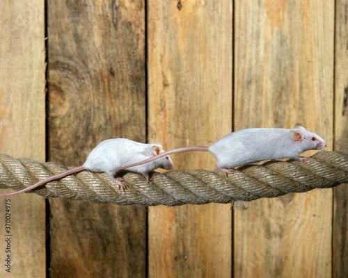 White Mouse, mus musculus, Adults standing on Rope photo