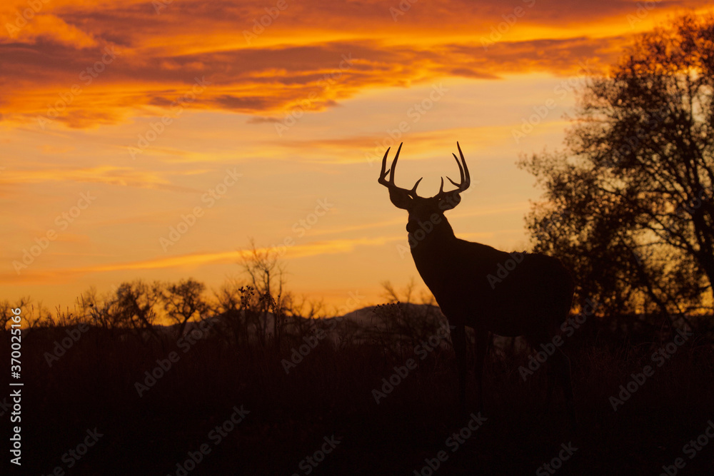 Whitetail Buck silhouette at sunset during the fall deer hunting