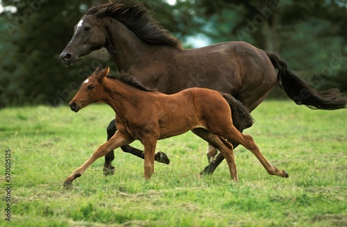 English Thoroughbred Horse  Mare with Foal Galloping through Meadow