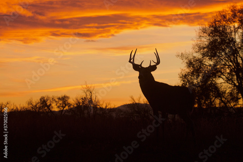 Whitetail Buck silhouette at sunset during the fall deer hunting season photo