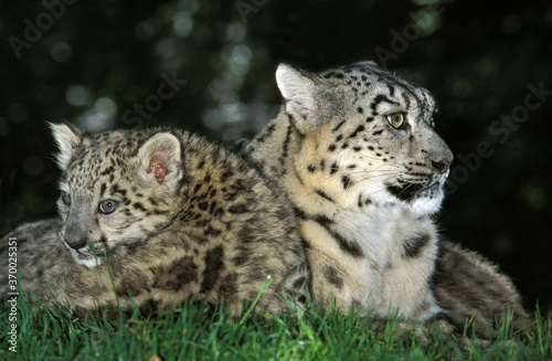 Snow Leopard or Ounce  uncia uncia  Female with Cub Laying on Grass
