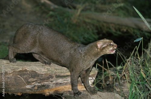 Jaguarundi  herpailurus yaguarondi  Adult