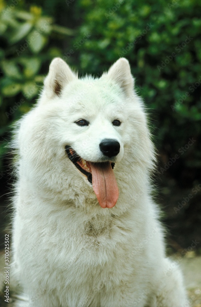 Samoyed Dog, Portrait of Dog with Tongue out