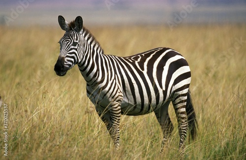 Burchell s Zebra  equus burchelli  Adult  Masai Mara Park in Kenya