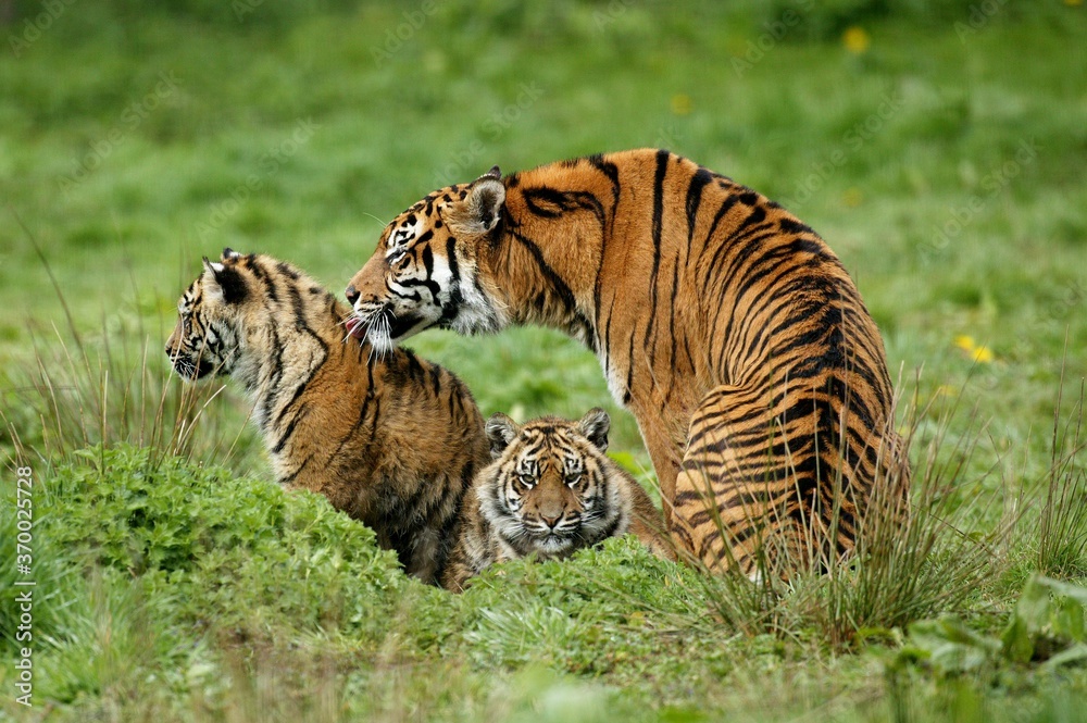 Obraz premium Sumatran Tiger, panthera tigris sumatrae, Mother with Cub
