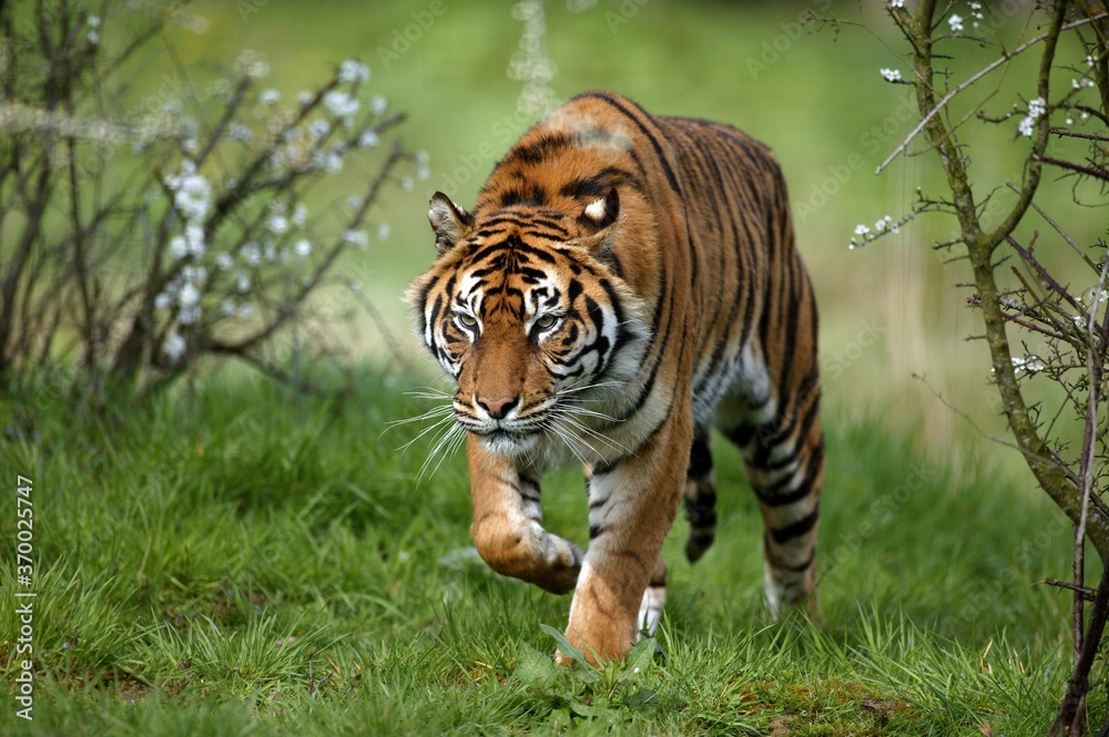 Fototapeta premium Sumatran Tiger, panthera tigris sumatrae, Adult standing on Grass