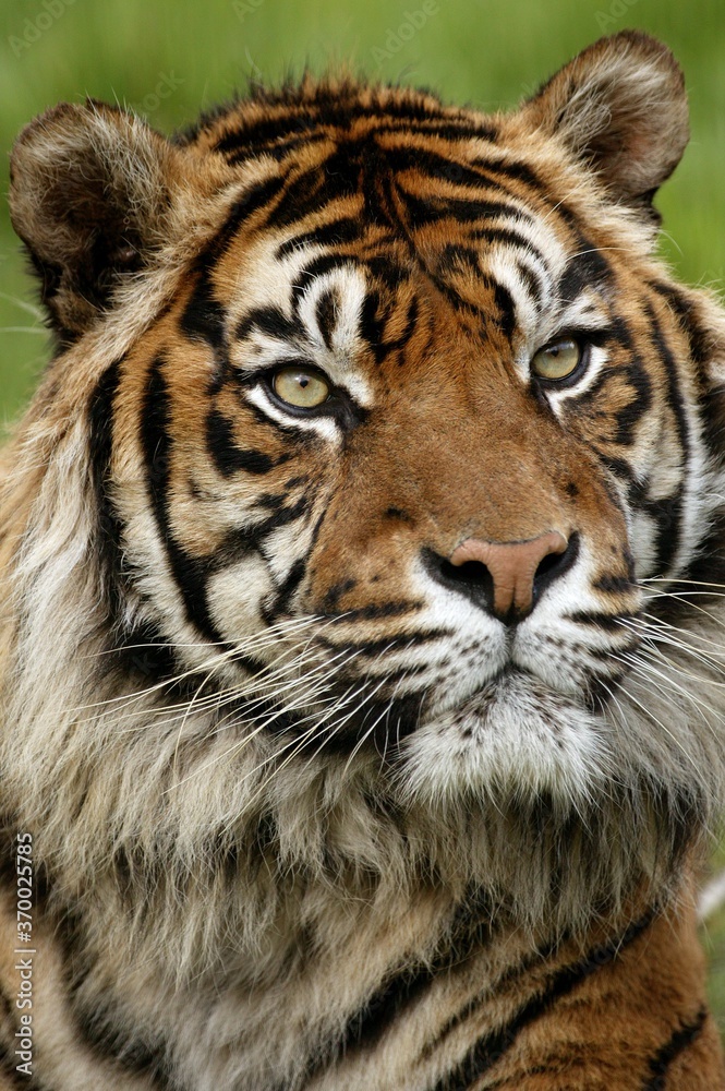 Obraz premium Sumatran Tiger, panthera tigris sumatrae, Portrait of Adult