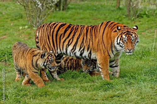 Sumatran Tiger  panthera tigris sumatrae  Mother with Cub