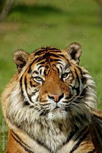Sumatran Tiger  panthera tigris sumatrae  Portrait of Adult