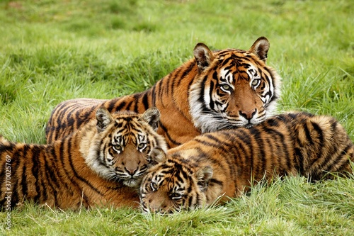 Sumatran Tiger  panthera tigris sumatrae  Mother with Cub