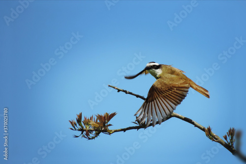 Calandria iniciando el vuelo photo