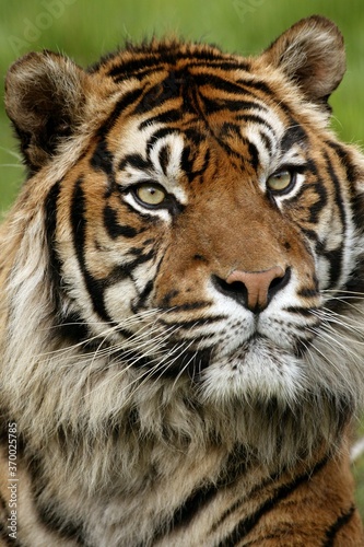 Fototapeta Naklejka Na Ścianę i Meble -  Sumatran Tiger, panthera tigris sumatrae, Portrait of Adult