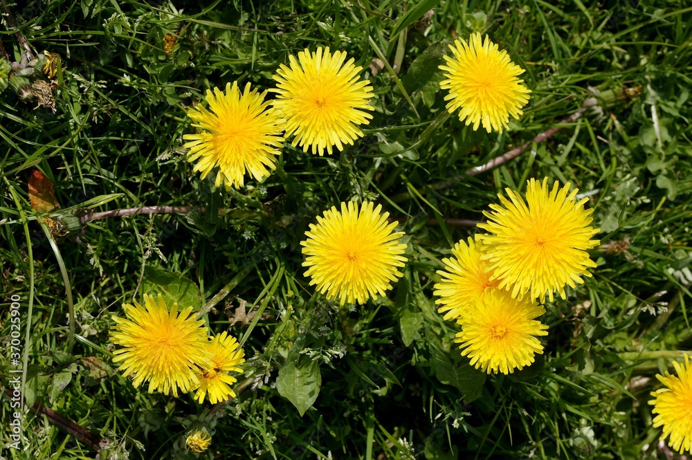 Dandelion Flower, taraxacum officinale, Normandy Dandelion Flower, taraxacum officinale, Normandy