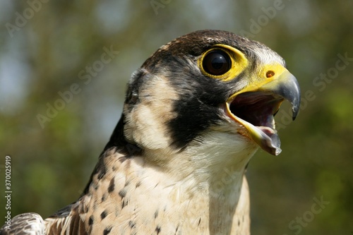 Peregrine Falcon  falco peregrinus  Adult Calling  Normandy