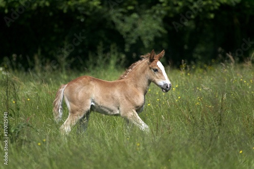 Draft Horse, Foal standing in Long Grass