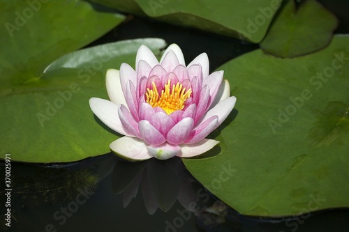 Water Lily Flower  Pond in Normandy