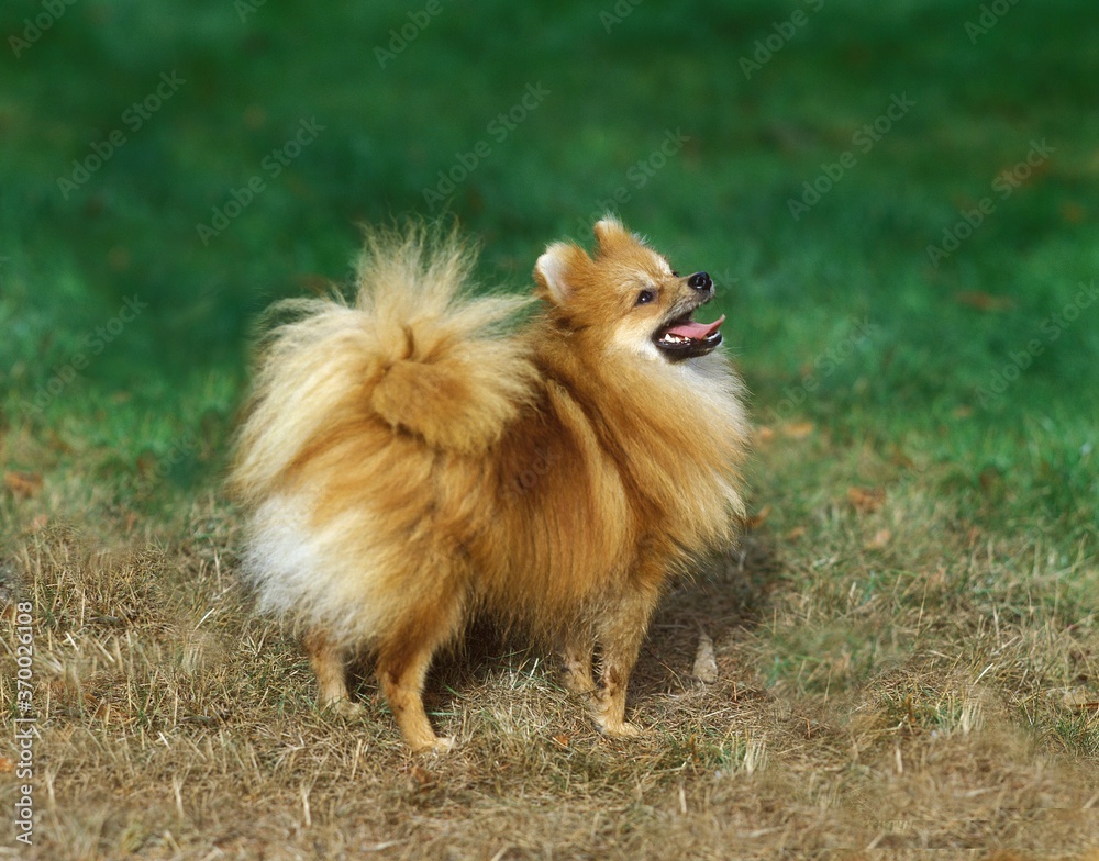 Miniature German Spitz Dog, Adult standing on Grass Miniature German Spitz Dog, Adult standing on Grass