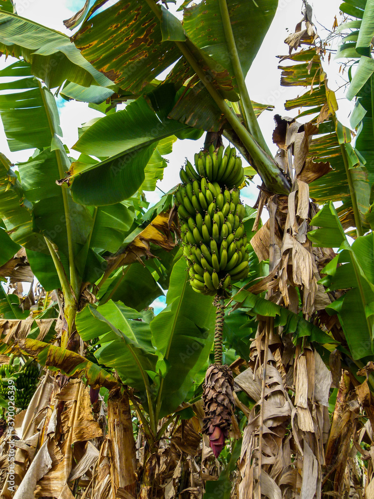 Fototapeta premium banana plantation