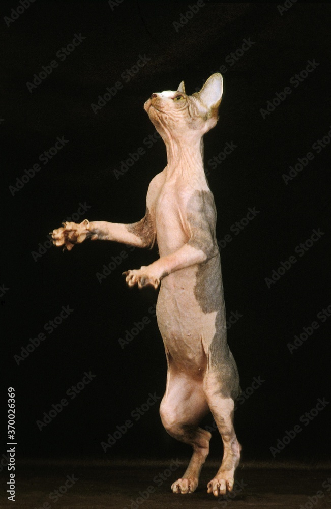 Sphynx Domestic Cat, Adult standing on its Hind Legs against Black Background
