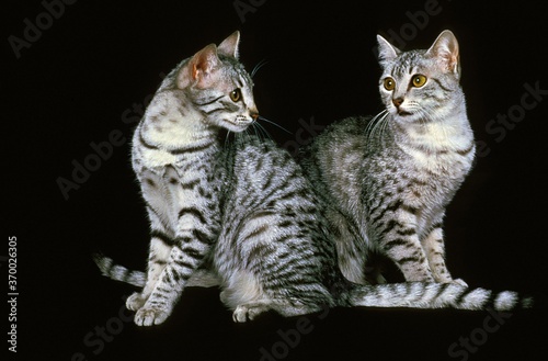 Canvas Print Egyptian Mau Domestic Cat, Adults standing against Black Background