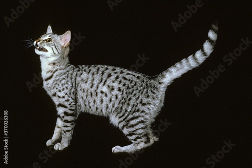 Tablou pe pânză Egyptian Mau Domestic Cat, Adult standing against Black Background