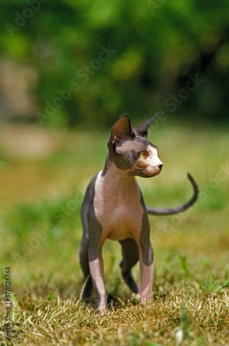 Sphynx Domestic Cat, Adult standing on Grass