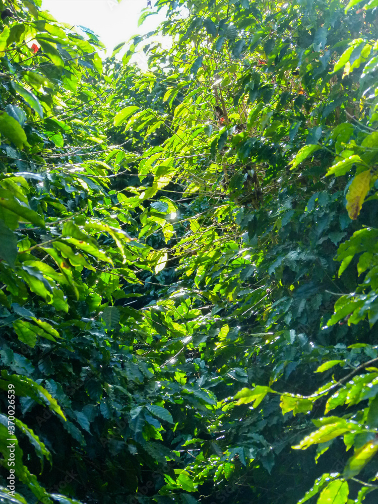 coffee plantation coffee plantation