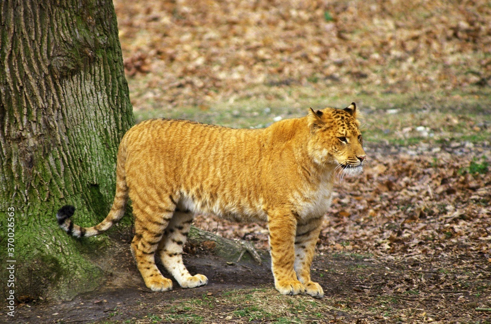 Fototapeta premium Ligron, Cross Breed between Tiger and Lion, Zoological Park